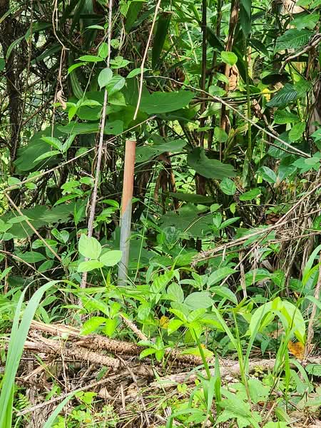 Agricultural Land for Sale in Gua Musang (Kelantan) - Elsie Yoong - PropertyGuru.com.my