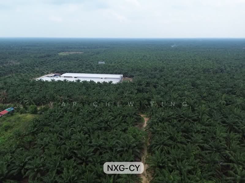 Tanah Pertanian untuk Disewa di Kampung Kelanang (Banting) - Yap Chew Ying - PropertyGuru.com.my