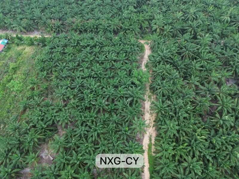 Tanah Pertanian untuk Disewa di Kampung Kelanang (Banting) - Yap Chew Ying - PropertyGuru.com.my