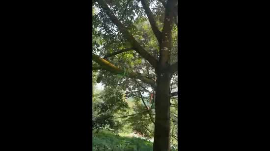 Tanah Pertanian untuk Dijual di Raub (Pahang) - Alvin Seah - PropertyGuru.com.my