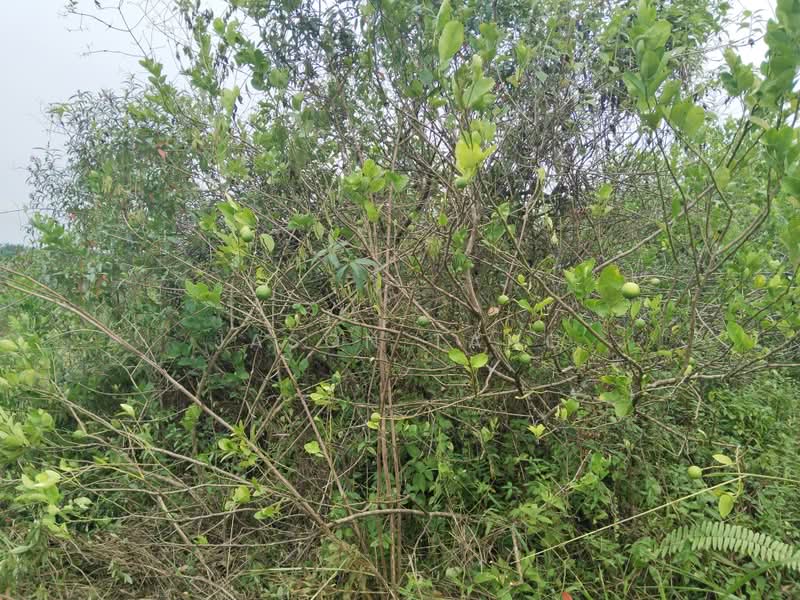 Agricultural Land for Rent in Kota Tinggi (Johor) - Jason Tang - PropertyGuru.com.my