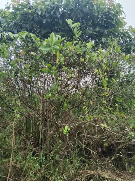 Agricultural Land for Rent in Kota Tinggi (Johor) - Jason Tang - PropertyGuru.com.my