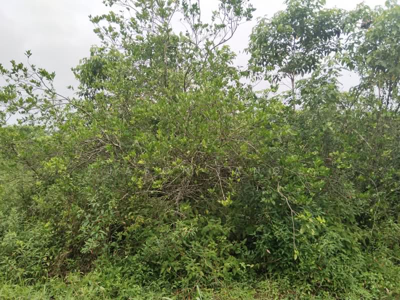 Agricultural Land for Rent in Kota Tinggi (Johor) - Jason Tang - Exterior - PropertyGuru.com.my