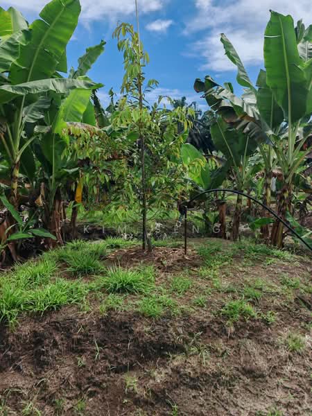 Agricultural Land for Sale in Kluang (Johor) - Kim Seng - Exterior - PropertyGuru.com.my