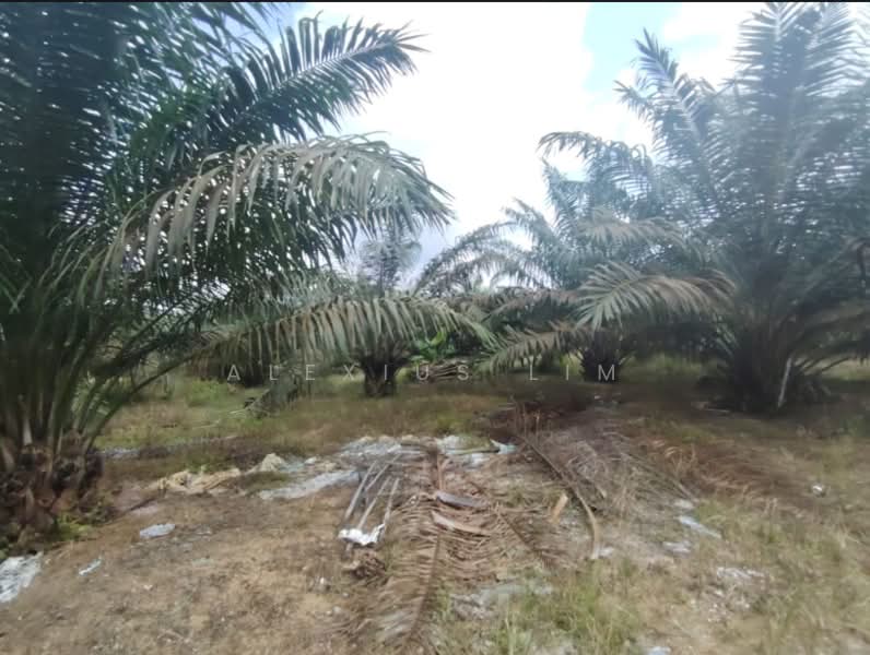 Agricultural Land for Sale in Kota Tinggi (Johor) - Alexius Lim - Exterior - PropertyGuru.com.my