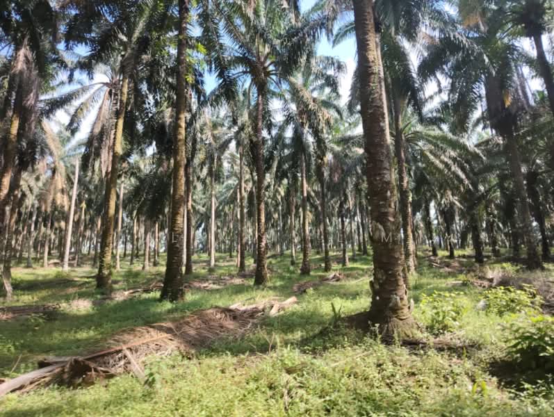 Agricultural Land for Sale in Kota Tinggi (Johor) - Alexius Lim - Exterior - PropertyGuru.com.my