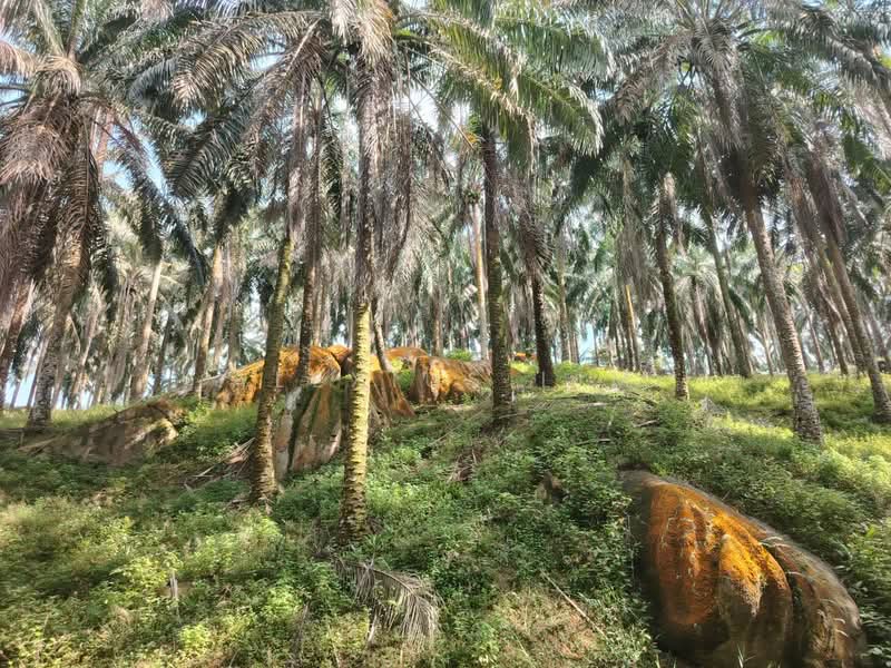 Agricultural Land for Sale in Kota Tinggi (Johor) - Alexius Lim - Exterior - PropertyGuru.com.my