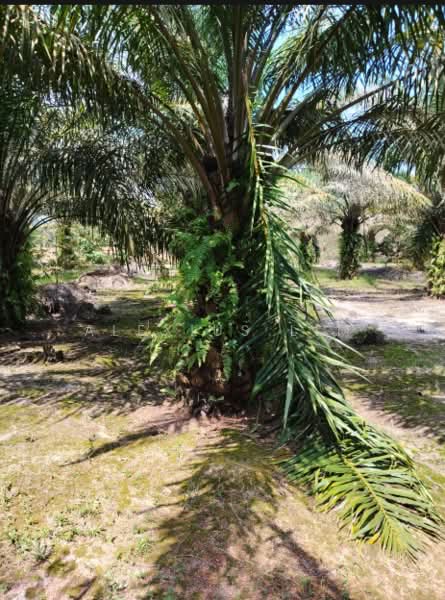 Agricultural Land for Sale in Pekan Nenas (Johor) - Alexius Lim - Garden - PropertyGuru.com.my