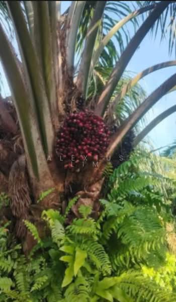 Agricultural Land for Sale in Pekan Nenas (Johor) - Alexius Lim - PropertyGuru.com.my
