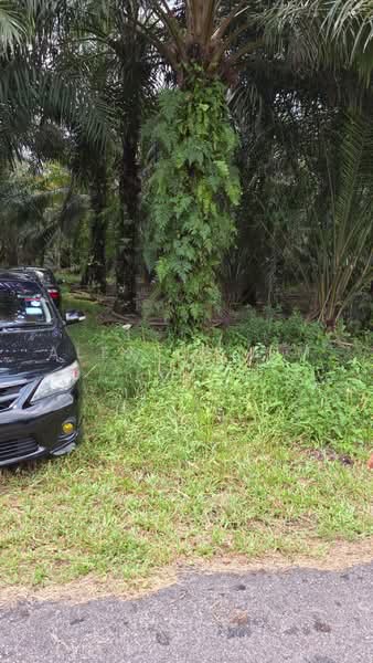 Agricultural Land for Sale in Pekan Nenas (Johor) - Alexius Lim - Exterior - PropertyGuru.com.my