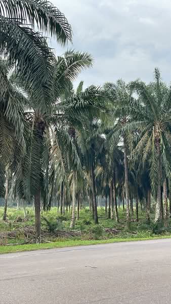 Agricultural Land for Sale in Kota Tinggi (Johor) - Fion Lim - PropertyGuru.com.my
