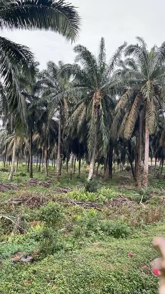 Agricultural Land for Sale in Kota Tinggi (Johor) - Fion Lim - PropertyGuru.com.my