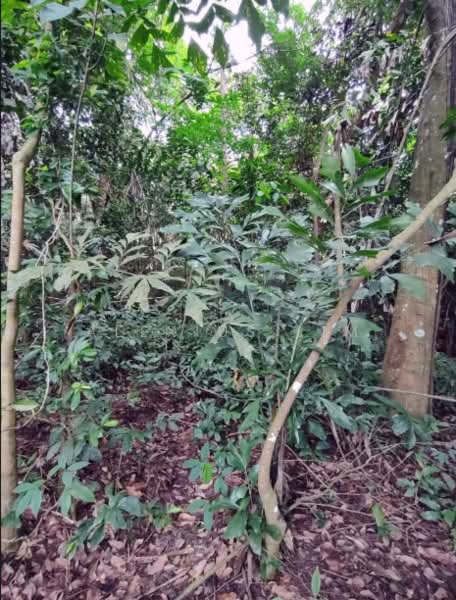 Agricultural Land for Sale in Kampung Baru Ban Foo (Ulu Tiram) - Alexius Lim - Exterior - PropertyGuru.com.my
