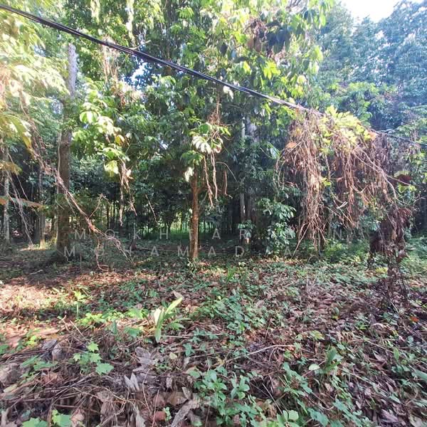 Other Property for Sale in Pasir Mas (Kelantan) - Mokhtar Bin Mohamad Akhir - Garden - PropertyGuru.com.my
