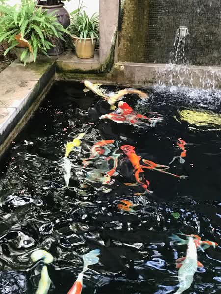 2.5-storey Terraced House for Sale in Tanjung Tokong (Penang) - Lilly . - Garden - PropertyGuru.com.my