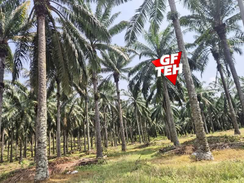 Tanah Pertanian untuk Dijual di Kulim (Kedah) - Teh Guan Fong - PropertyGuru.com.my