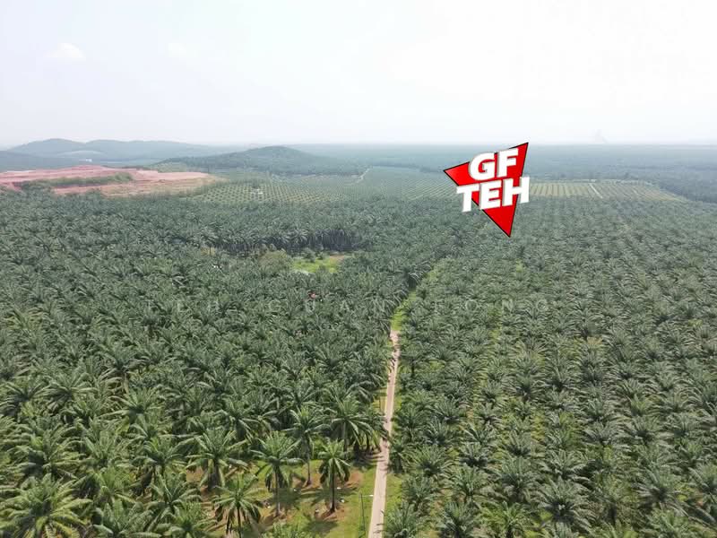 Tanah Pertanian untuk Dijual di Kulim (Kedah) - Teh Guan Fong - Exterior - PropertyGuru.com.my