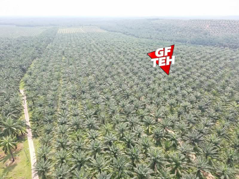 Tanah Pertanian untuk Dijual di Kulim (Kedah) - Teh Guan Fong - PropertyGuru.com.my
