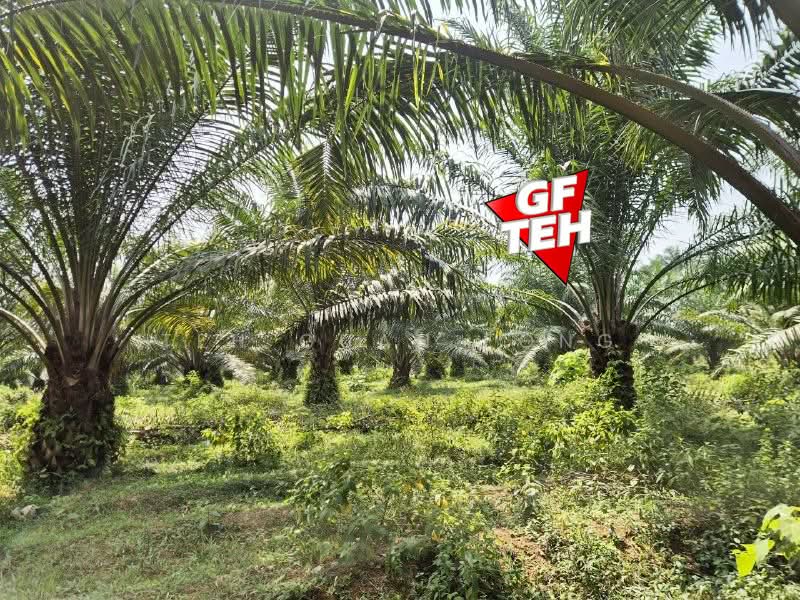 Tanah Pertanian untuk Dijual di Kulim (Kedah) - Teh Guan Fong - Exterior - PropertyGuru.com.my