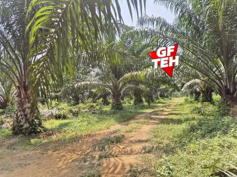 Tanah Pertanian untuk Dijual di Kulim (Kedah) - Teh Guan Fong - PropertyGuru.com.my