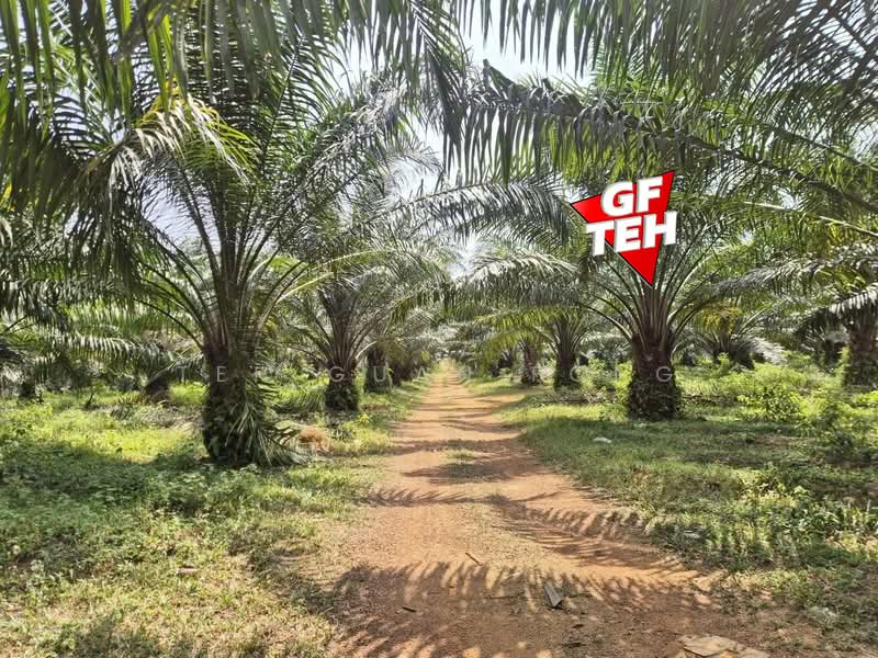 Tanah Pertanian untuk Dijual di Kulim (Kedah) - Teh Guan Fong - PropertyGuru.com.my