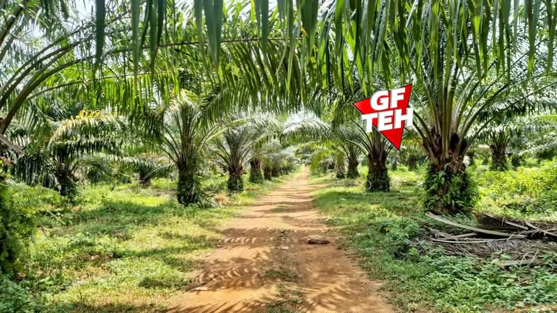 Tanah Pertanian untuk Dijual di Kulim (Kedah) - Teh Guan Fong - Exterior - PropertyGuru.com.my