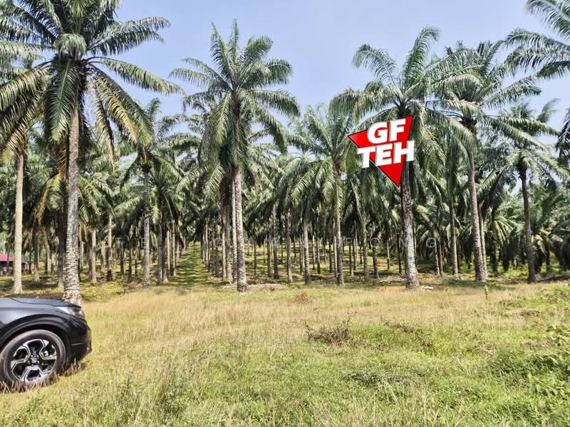 Tanah Pertanian untuk Dijual di Kulim (Kedah) - Teh Guan Fong - Exterior - PropertyGuru.com.my