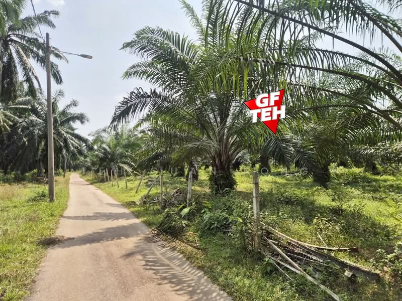 Tanah Pertanian untuk Dijual di Kulim (Kedah) - Teh Guan Fong - Exterior - PropertyGuru.com.my