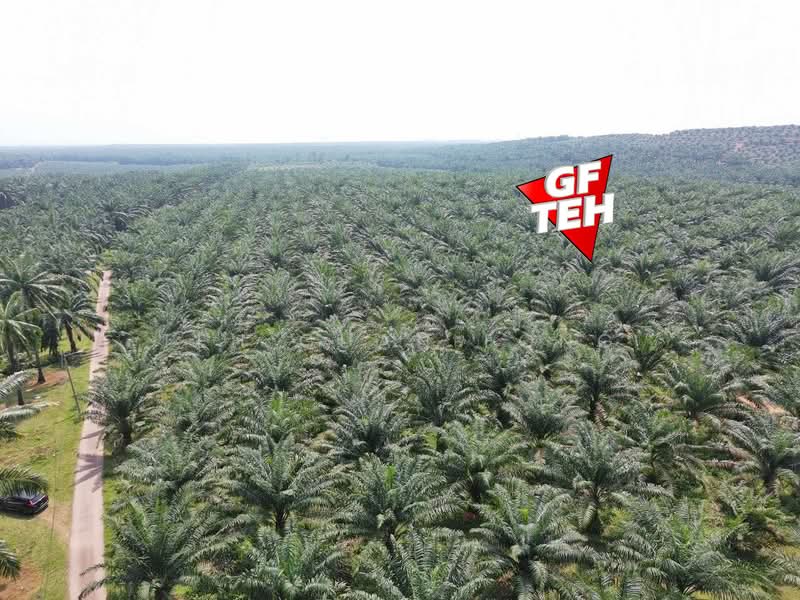 Tanah Pertanian untuk Dijual di Kulim (Kedah) - Teh Guan Fong - PropertyGuru.com.my