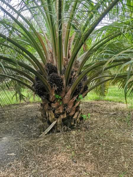 Agricultural Land for Sale in Jeram (Perak) - Jenny Choong - Exterior - PropertyGuru.com.my