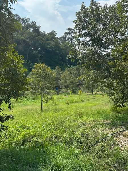 Tanah Pertanian untuk Dijual di Bentong (Pahang) - Yew Foong Wong - Garden - PropertyGuru.com.my