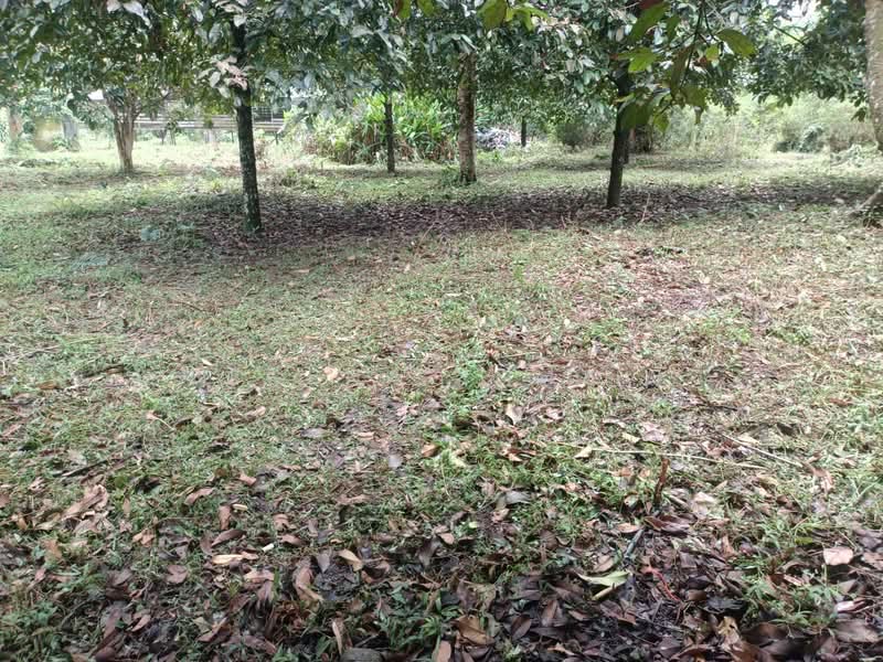 Tanah Pertanian untuk Dijual di Kampung Lubok Kelubi (Hulu Langat) - Serena Ismail - PropertyGuru.com.my