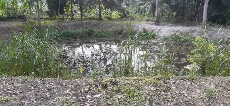 Tanah Pertanian untuk Dijual di Kampung Lubok Kelubi (Hulu Langat) - Serena Ismail - PropertyGuru.com.my
