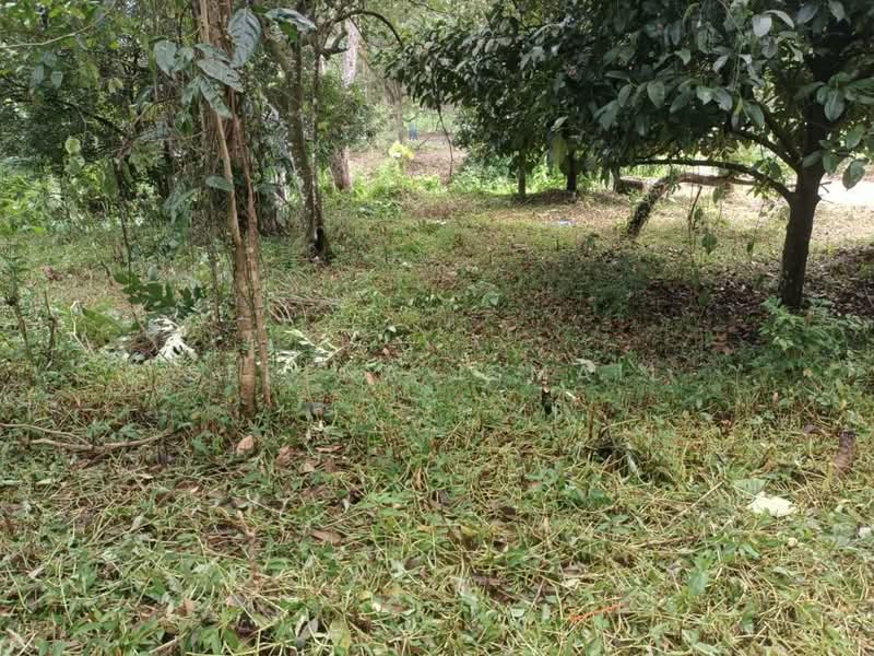 Tanah Pertanian untuk Dijual di Kampung Lubok Kelubi (Hulu Langat) - Serena Ismail - PropertyGuru.com.my