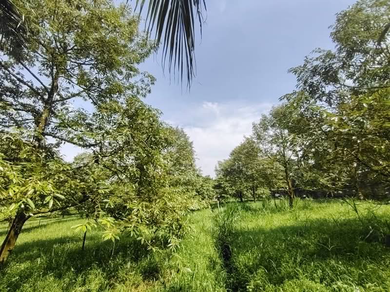 Agricultural Land for Sale in Kampung Baru Ban Foo (Ulu Tiram) - Kelvin Chop - Garden - PropertyGuru.com.my