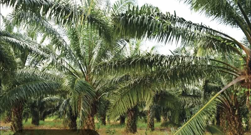 Agricultural Land for Sale in Kulai (Johor) - Elvy Lee - Exterior - PropertyGuru.com.my