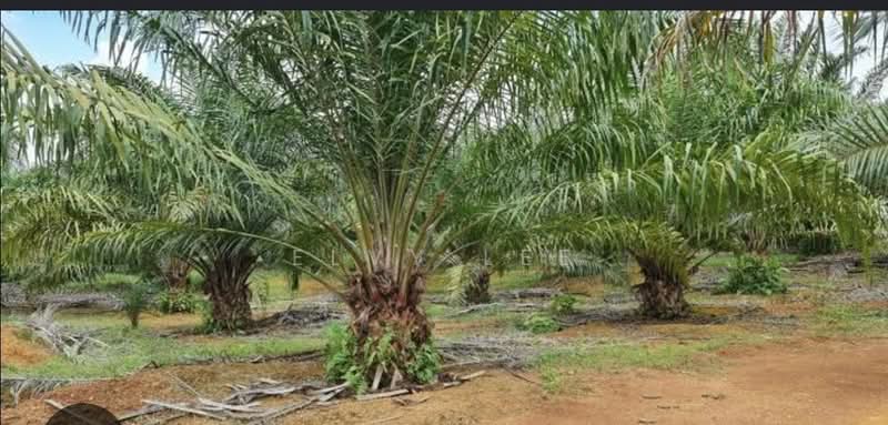 Agricultural Land for Sale in Kulai (Johor) - Elvy Lee - Exterior - PropertyGuru.com.my