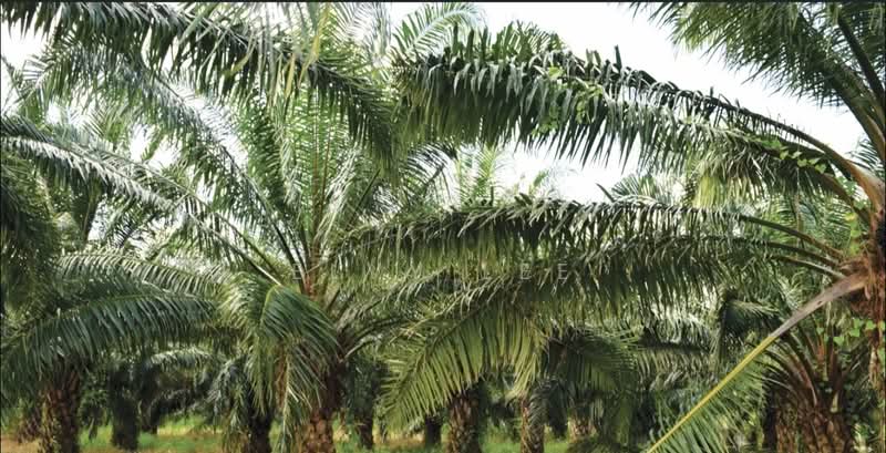 Agricultural Land for Sale in Kulai (Johor) - Elvy Lee - PropertyGuru.com.my