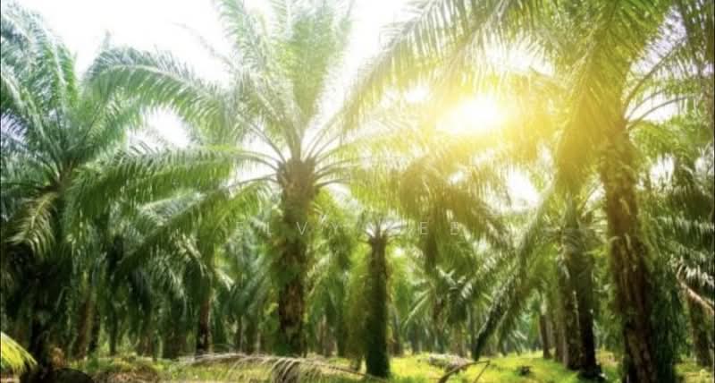 Agricultural Land for Sale in Kulai (Johor) - Elvy Lee - Exterior - PropertyGuru.com.my