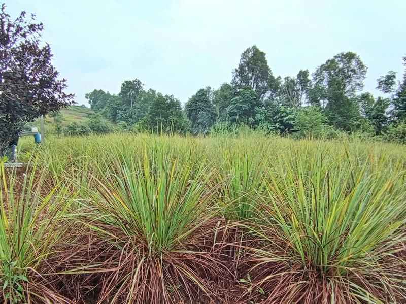 Agricultural Land for Sale in Bandar Tasik Senangin (Lenggeng) - Liza Khalid - PropertyGuru.com.my