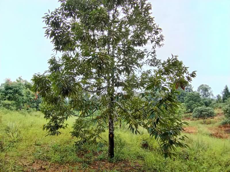 Agricultural Land for Sale in Bandar Tasik Senangin (Lenggeng) - Liza Khalid - PropertyGuru.com.my