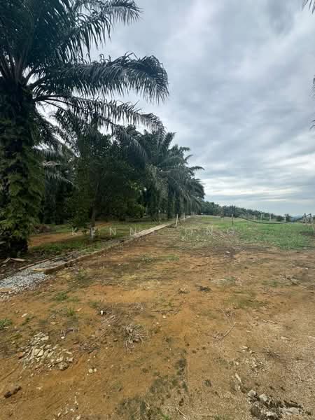 Agricultural Land for Sale in Kota Tinggi (Johor) - Kenny Ong - PropertyGuru.com.my