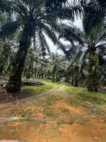 Agricultural Land for Sale in Kota Tinggi (Johor) - Kenny Ong - PropertyGuru.com.my