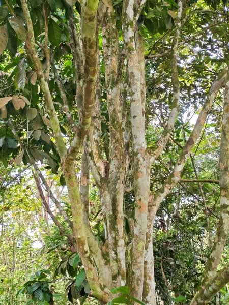 Tanah Pertanian untuk Dijual di Pekan Hulu Langat (Hulu Langat) - Yasmin Sulaiman - PropertyGuru.com.my