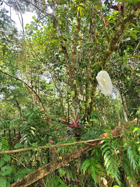 Tanah Pertanian untuk Dijual di Pekan Hulu Langat (Hulu Langat) - Yasmin Sulaiman - Garden - PropertyGuru.com.my