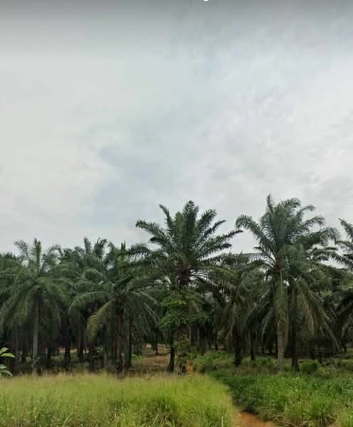 Agricultural Land for Sale in Kluang (Johor) - Kelly Wai - Exterior - PropertyGuru.com.my