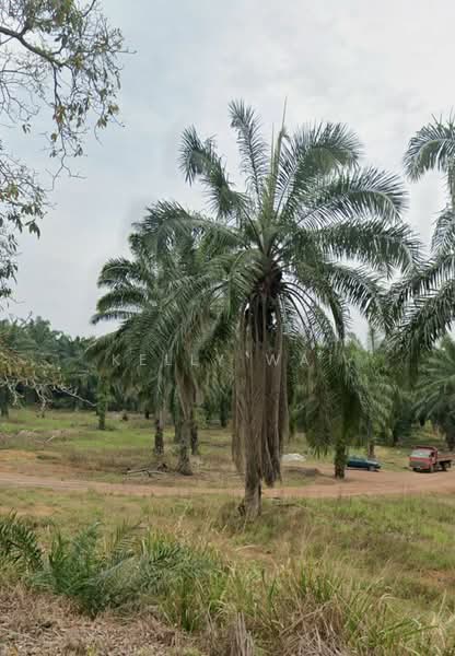 Agricultural Land for Sale in Kluang (Johor) - Kelly Wai - Exterior - PropertyGuru.com.my