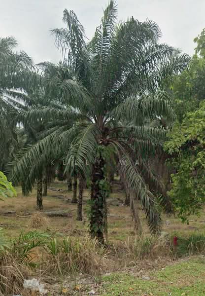 Agricultural Land for Sale in Kluang (Johor) - Kelly Wai - Exterior - PropertyGuru.com.my