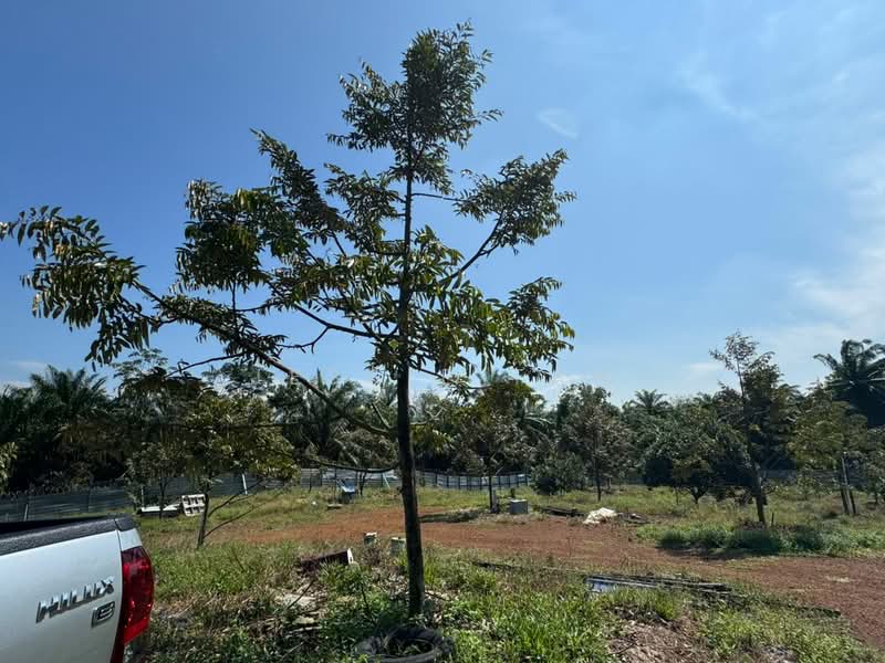 Tanah Pertanian untuk Dijual di Tmn Perindustrian Pekan Nenas 1 (Pekan Nanas) - Jessie Tan - Exterior - PropertyGuru.com.my