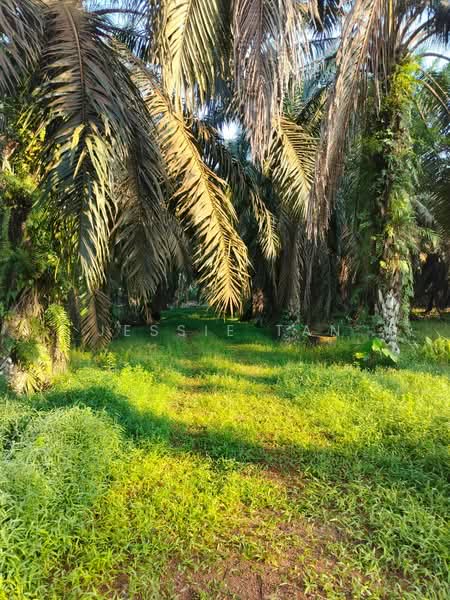 Agricultural Land for Sale in Bukit Batu (Sedenak) - Jessie Tan - Garden - PropertyGuru.com.my